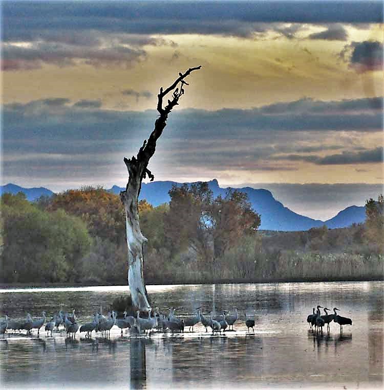 sandhill cranes on lake